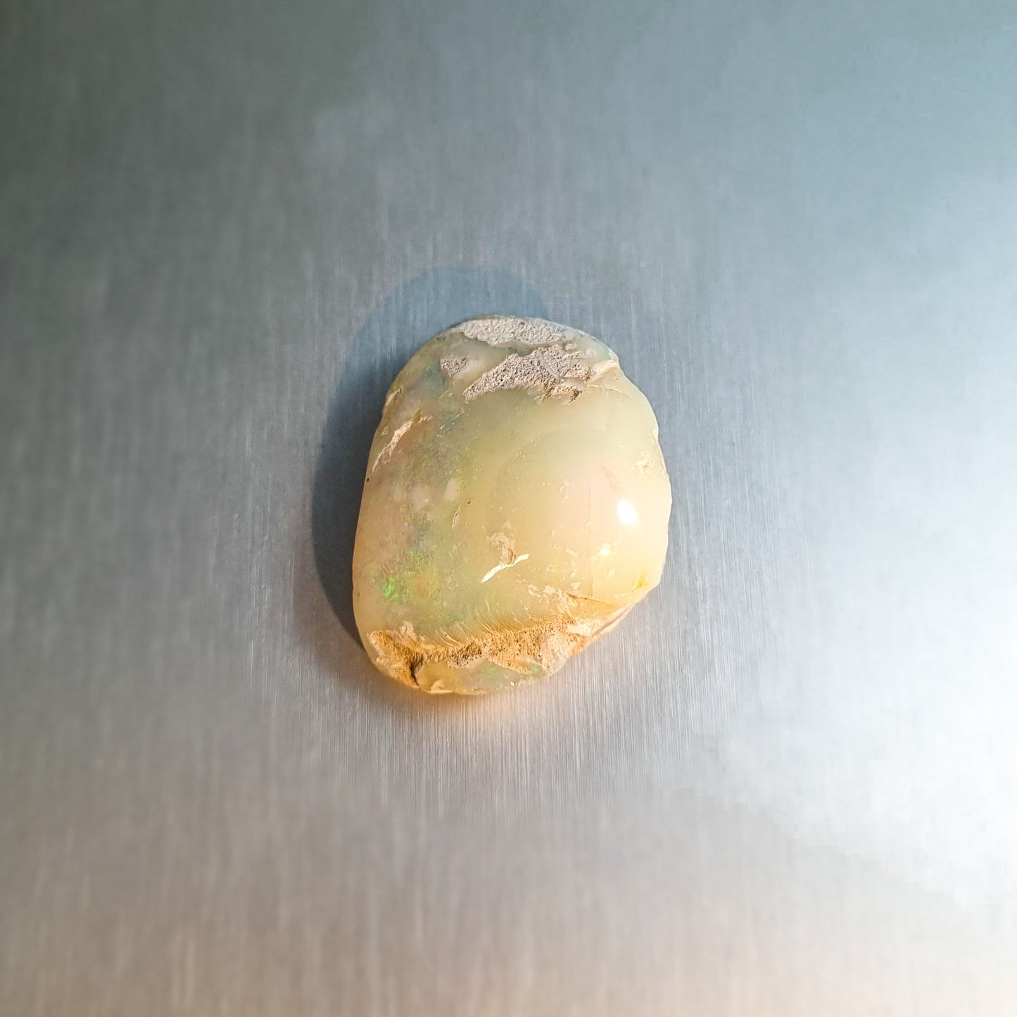 Coober Pedy Opalised Shell Fossil