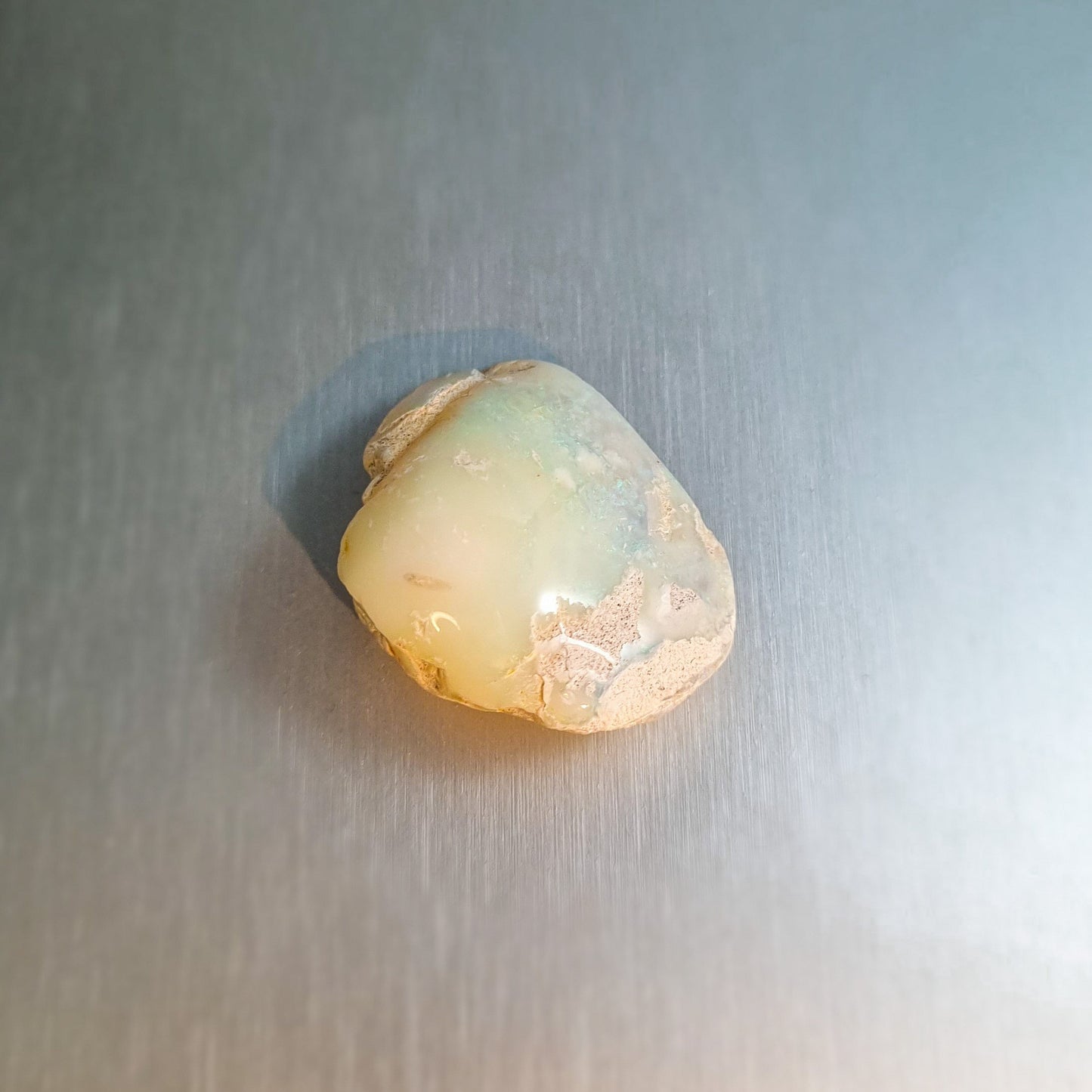 Coober Pedy Opalised Shell Fossil