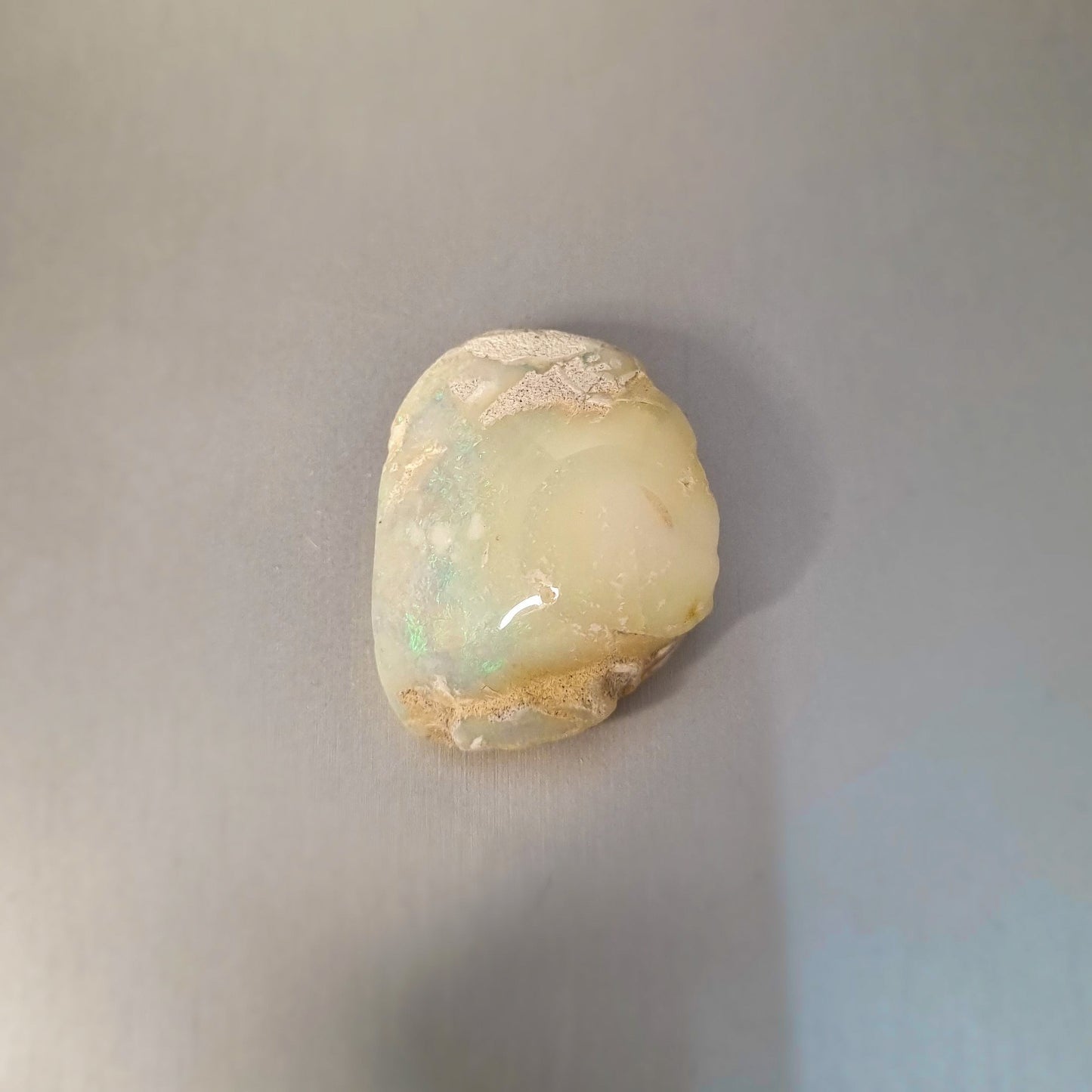 Coober Pedy Opalised Shell Fossil