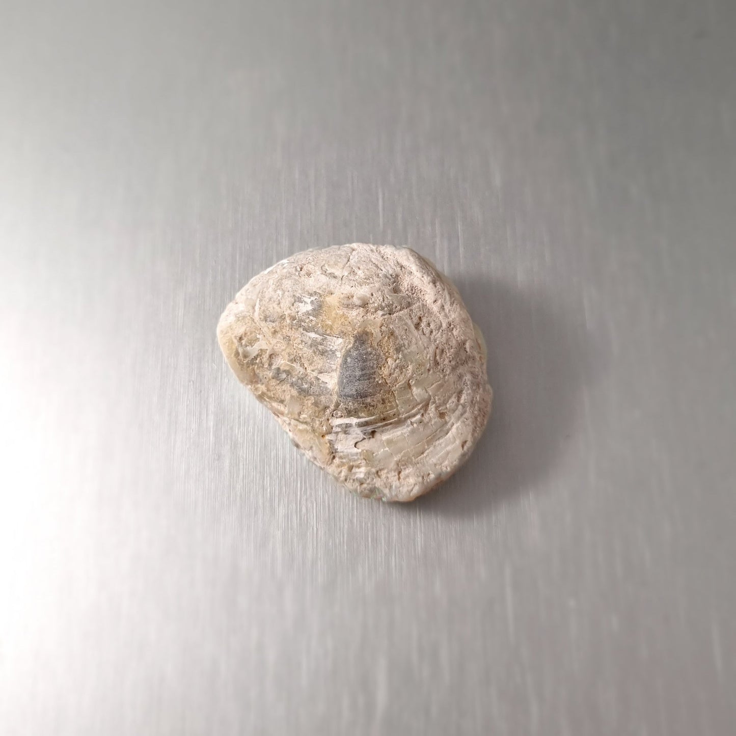 Coober Pedy Opalised Shell Fossil