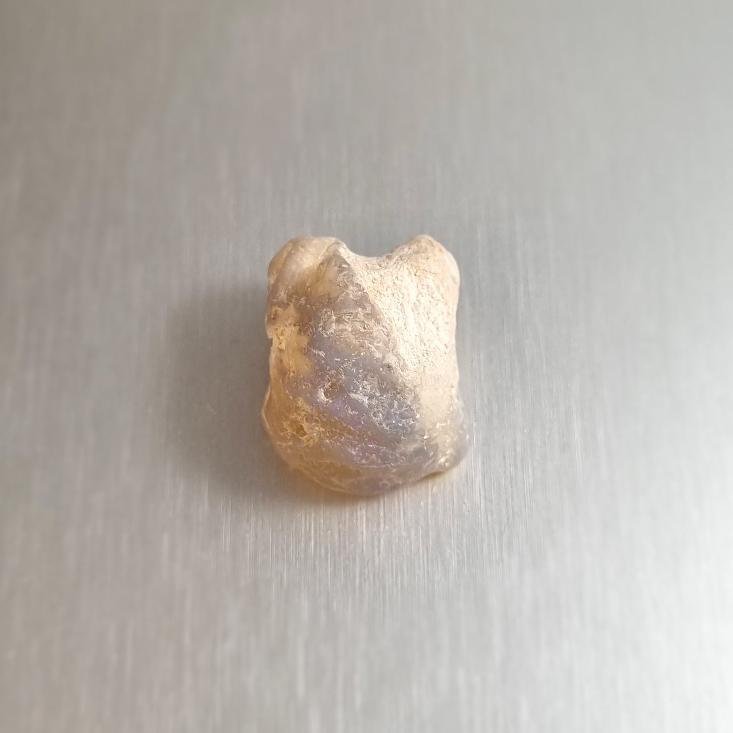 Coober Pedy Opalised Snail Fossil