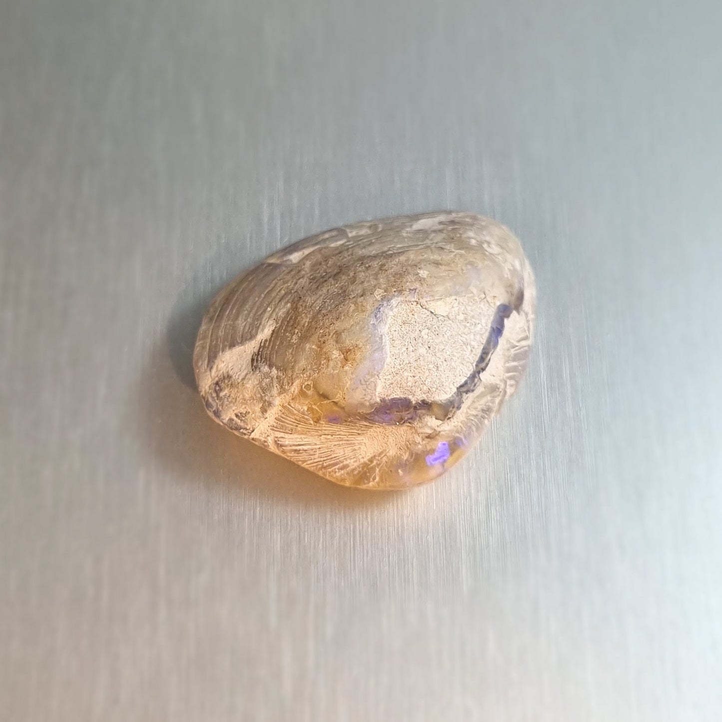Coober Pedy Opalised Shell Fossil