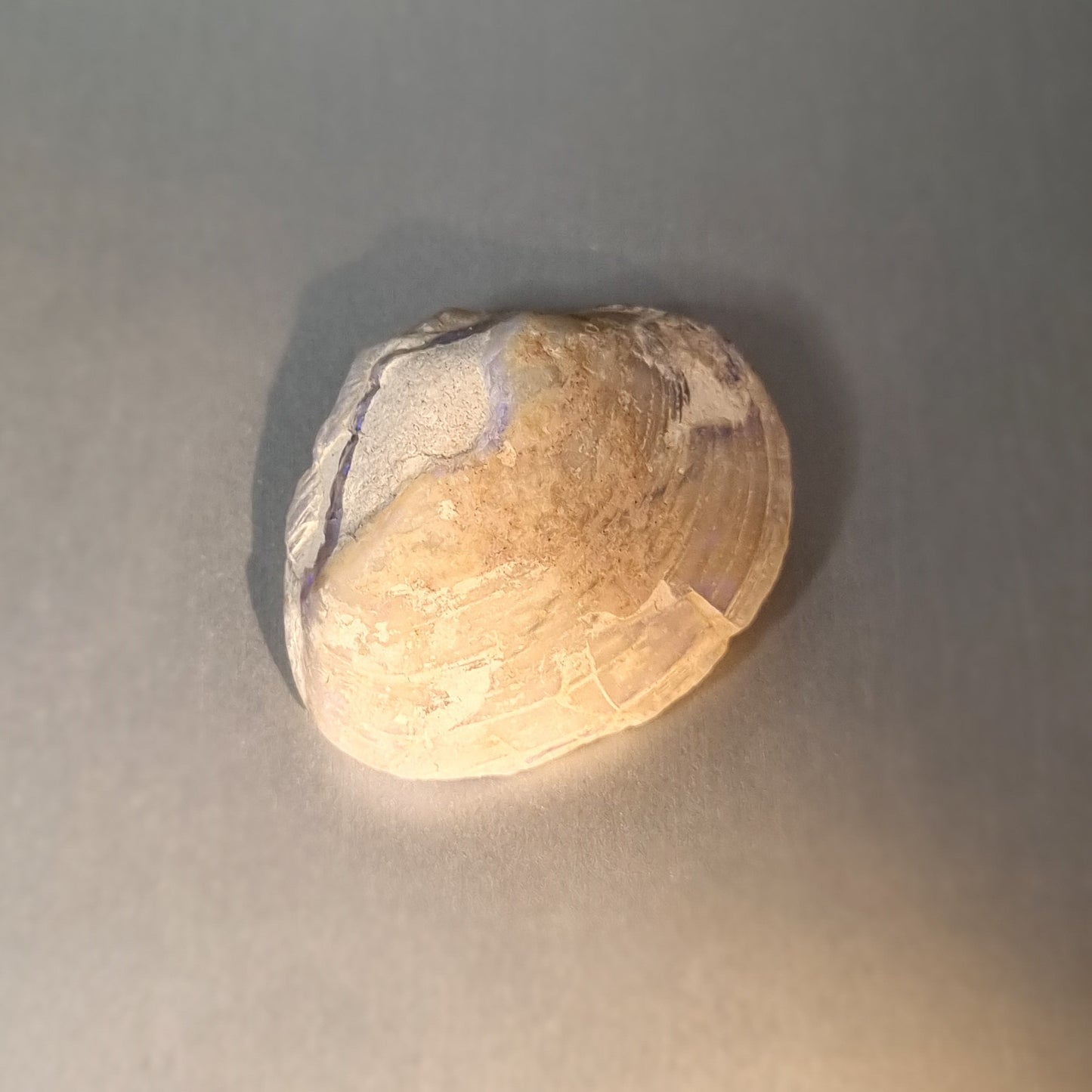 Coober Pedy Opalised Shell Fossil