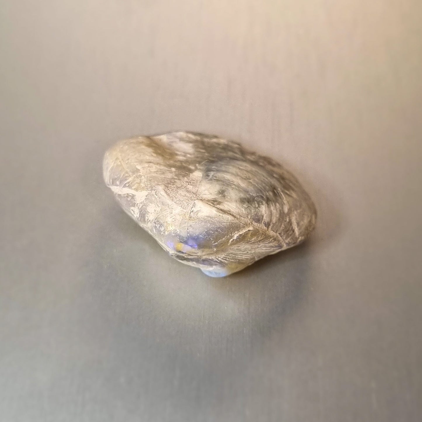 Coober Pedy Opalised Shell Fossil