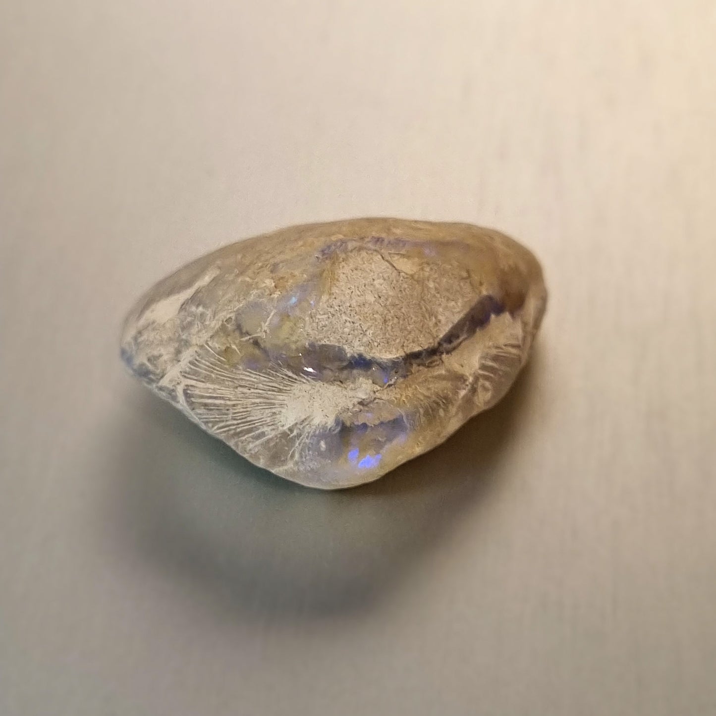 Coober Pedy Opalised Shell Fossil