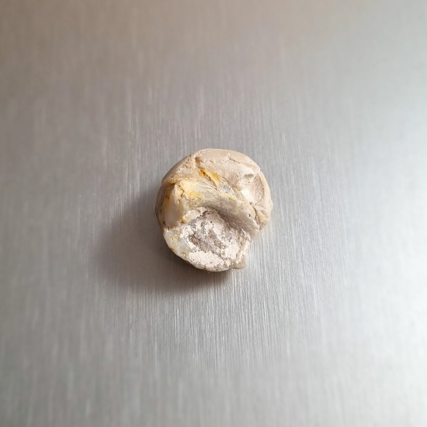 Coober Pedy Opalised Snail Fossil