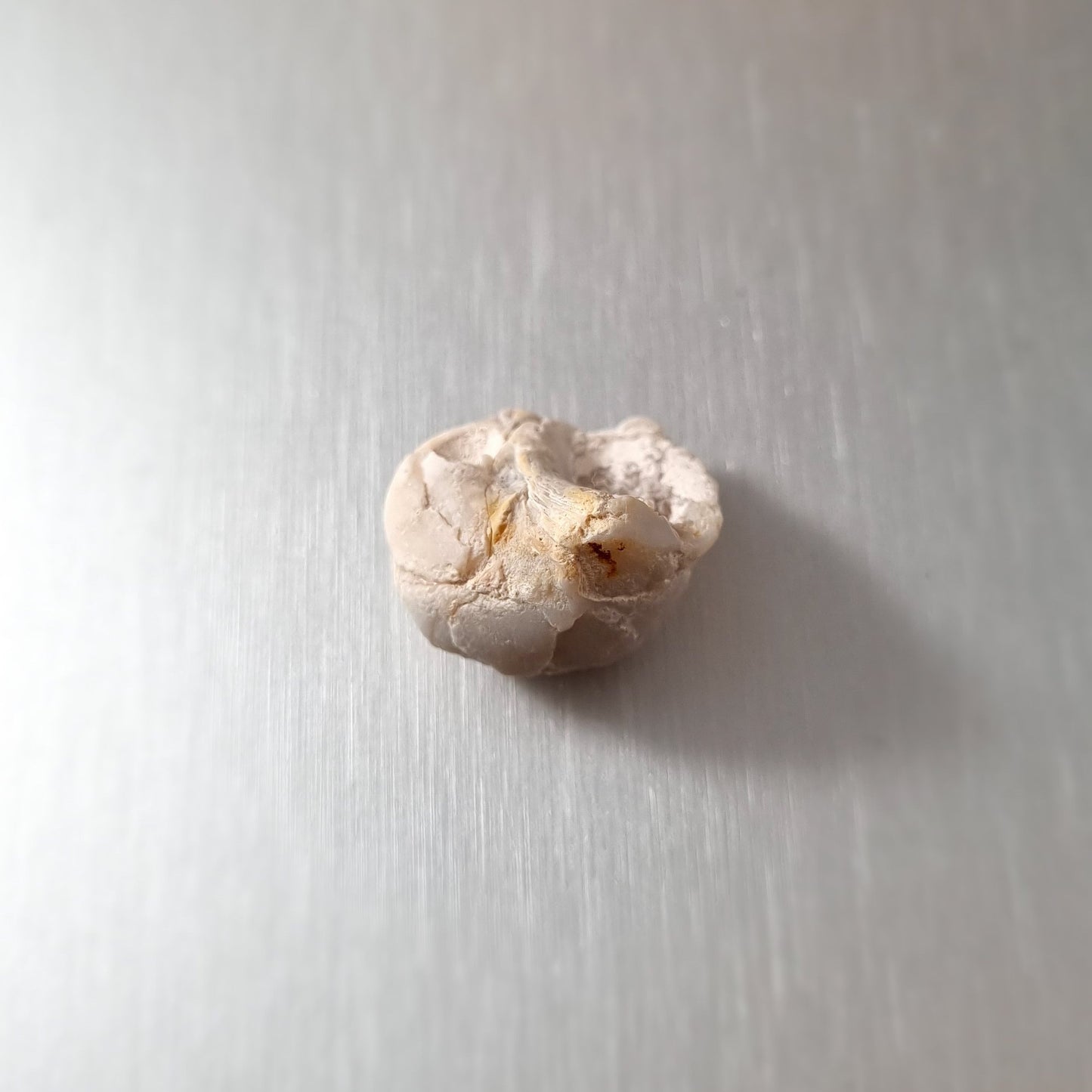 Coober Pedy Opalised Snail Fossil