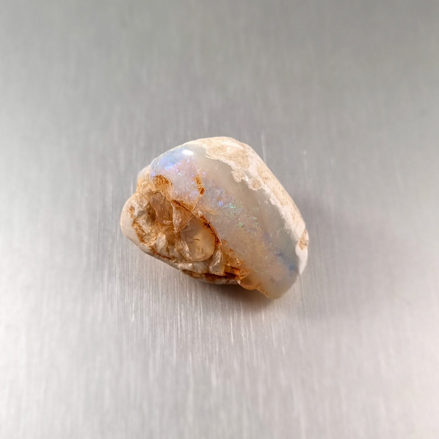 Coober Pedy Opalised Shell Fossil