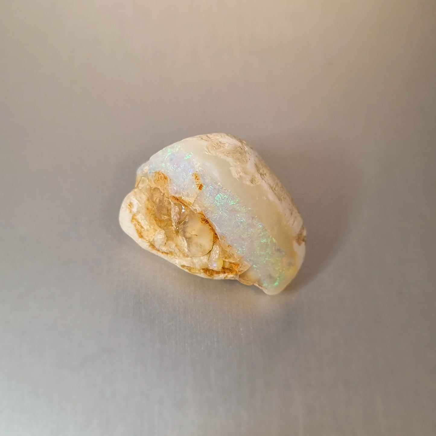 Coober Pedy Opalised Shell Fossil