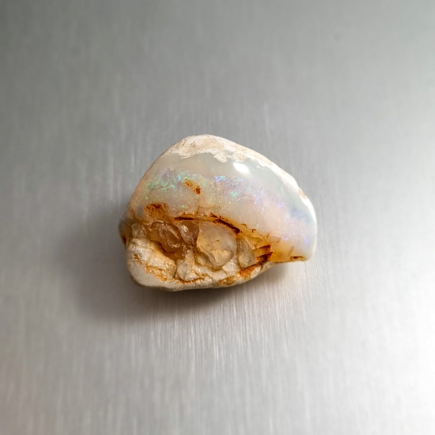 Coober Pedy Opalised Shell Fossil