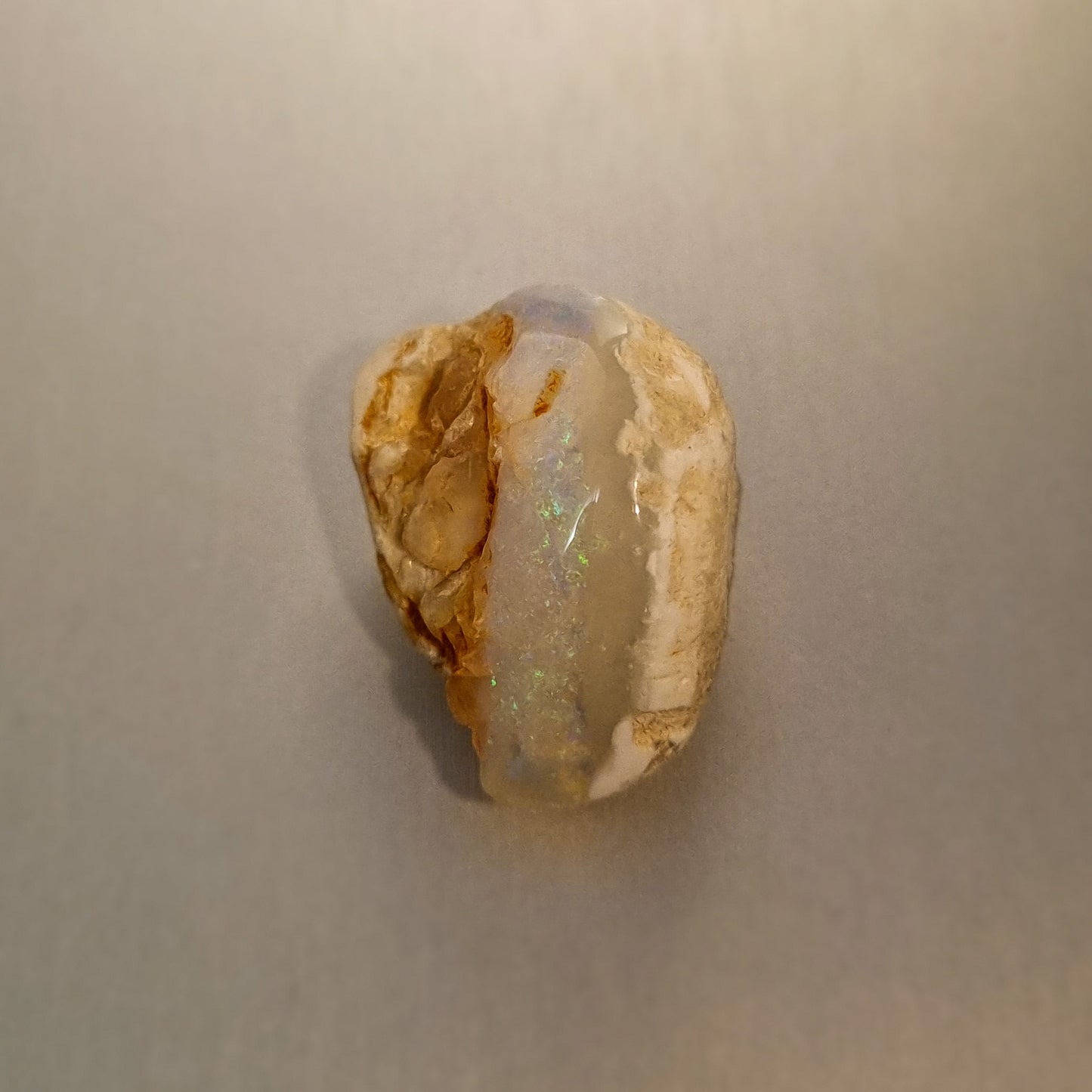 Coober Pedy Opalised Shell Fossil