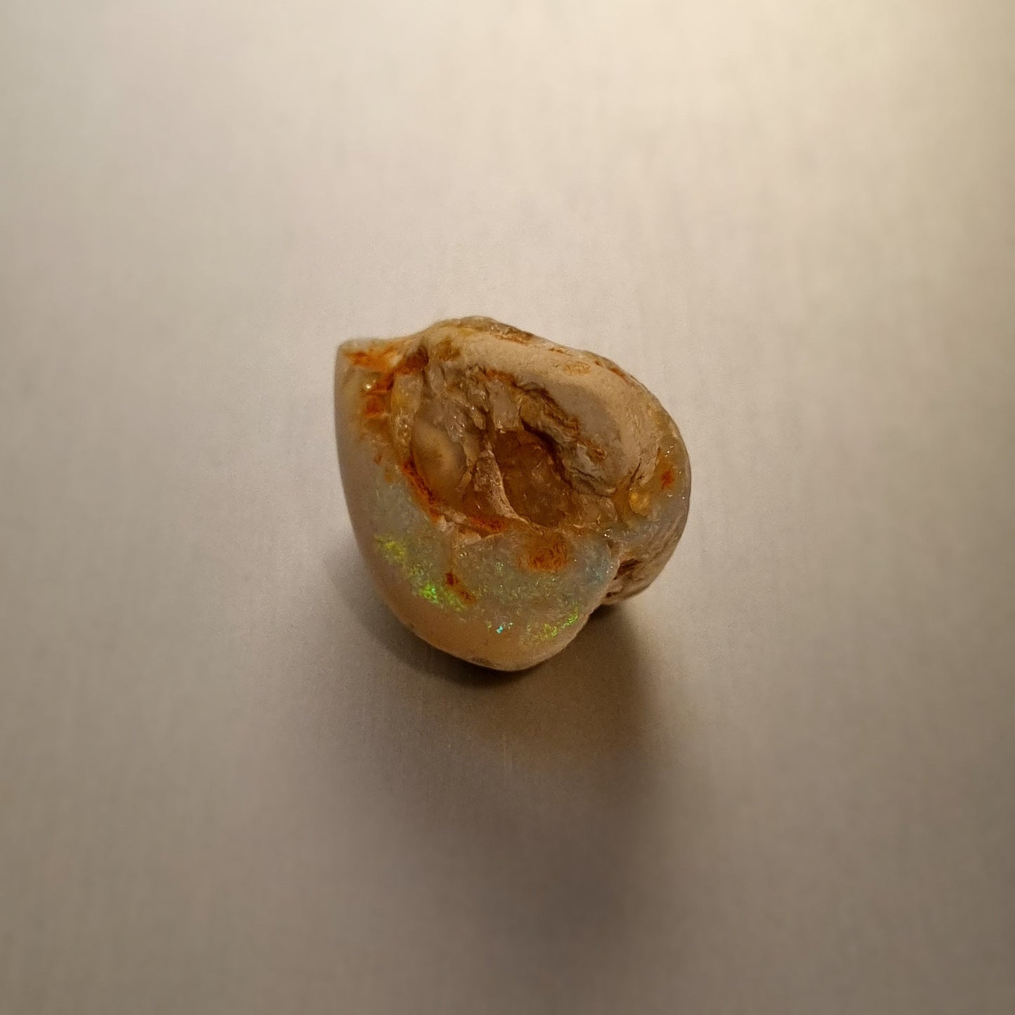 Coober Pedy Opalised Shell Fossil