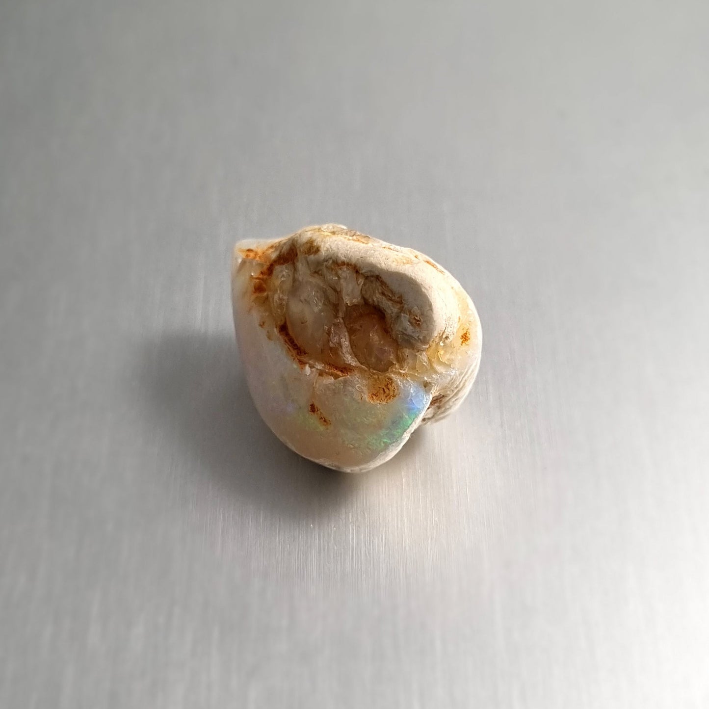 Coober Pedy Opalised Shell Fossil