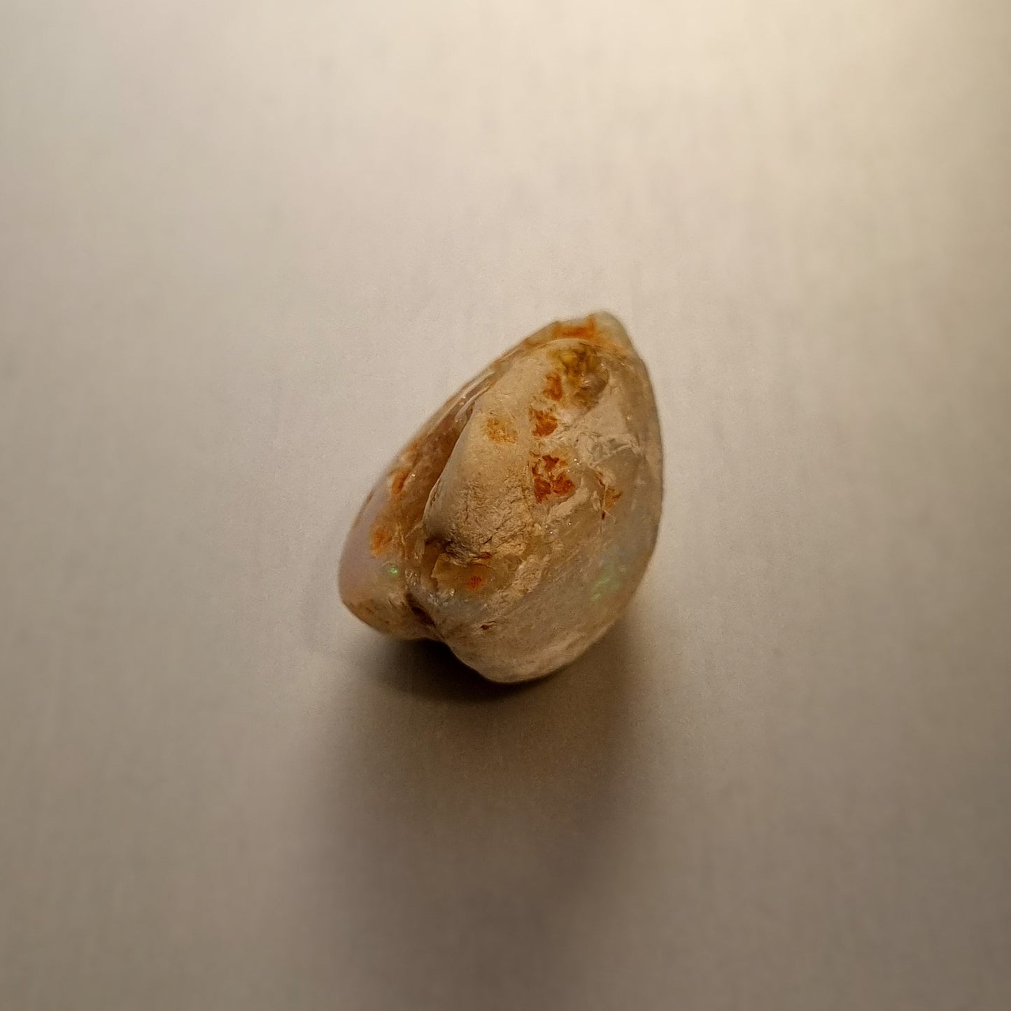 Coober Pedy Opalised Shell Fossil