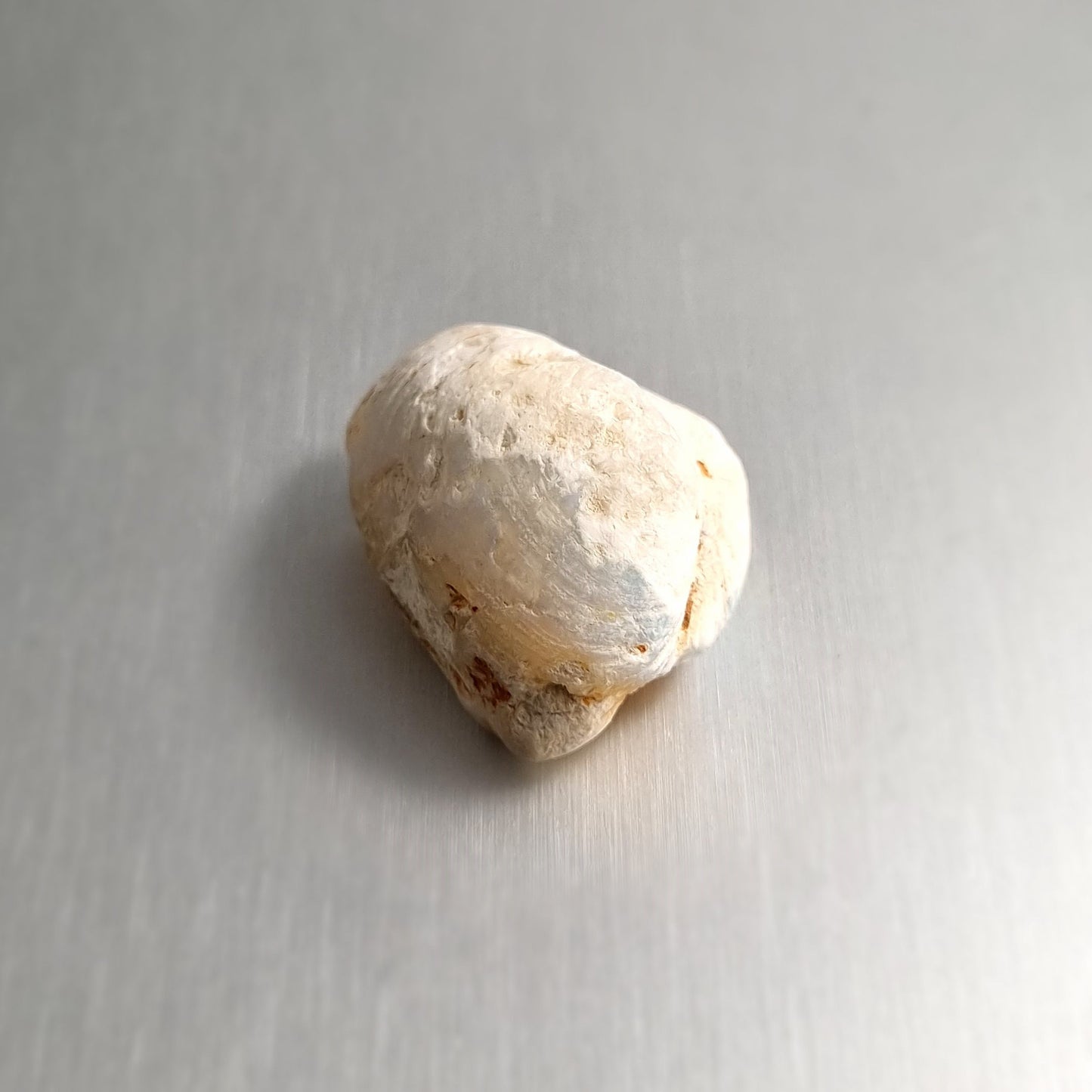 Coober Pedy Opalised Shell Fossil