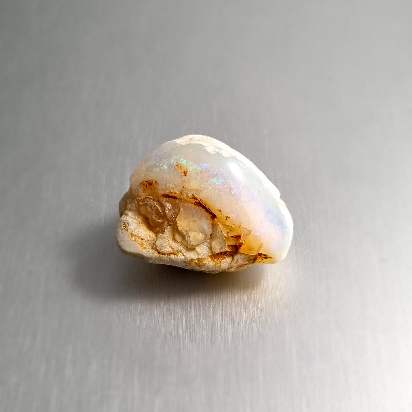 Coober Pedy Opalised Shell Fossil