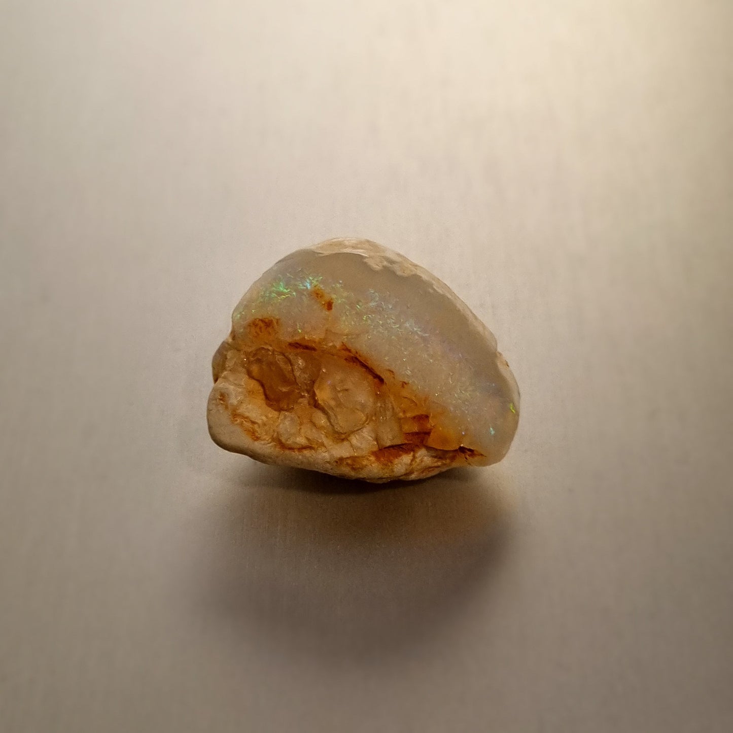 Coober Pedy Opalised Shell Fossil