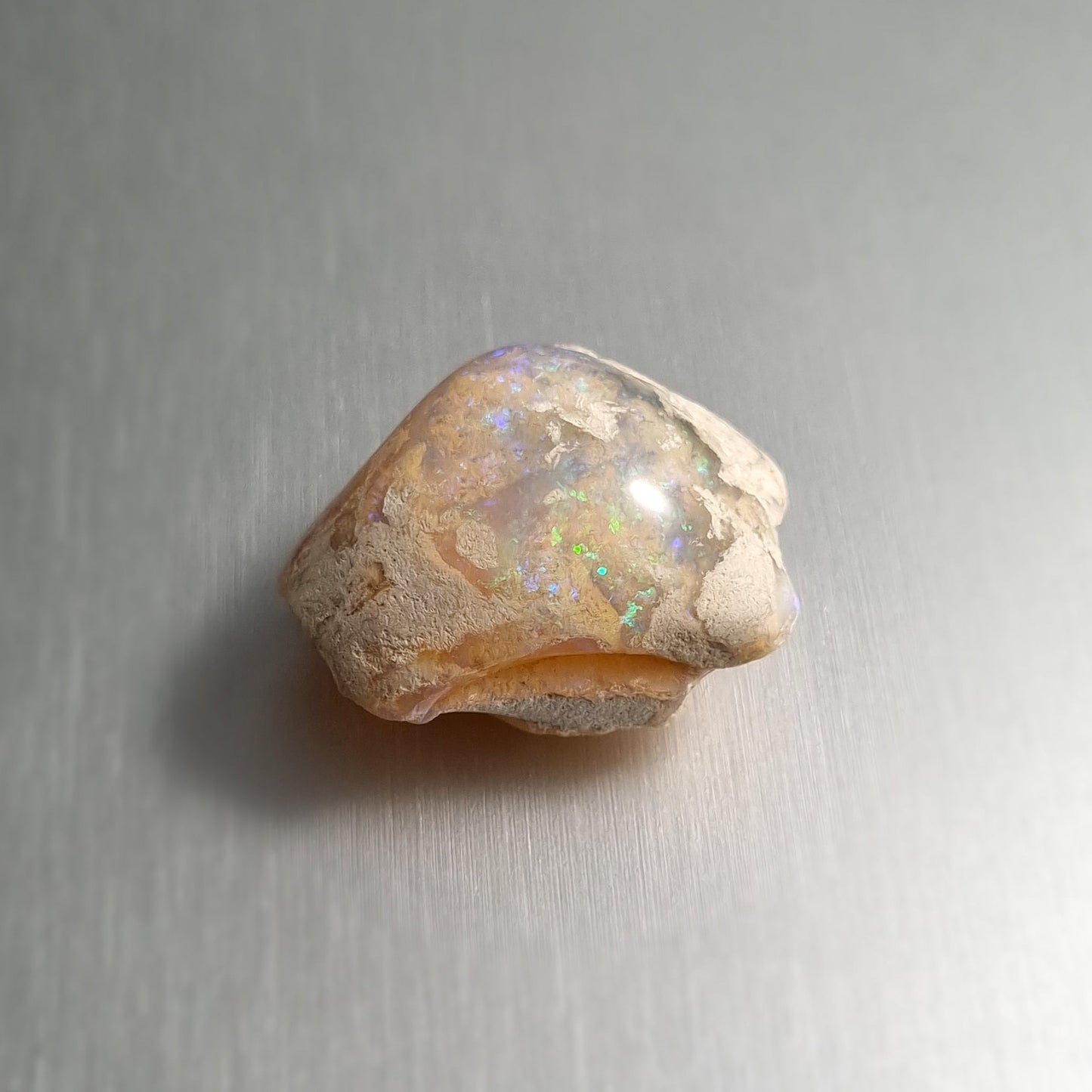 Coober Pedy Opalised Shell Fossil