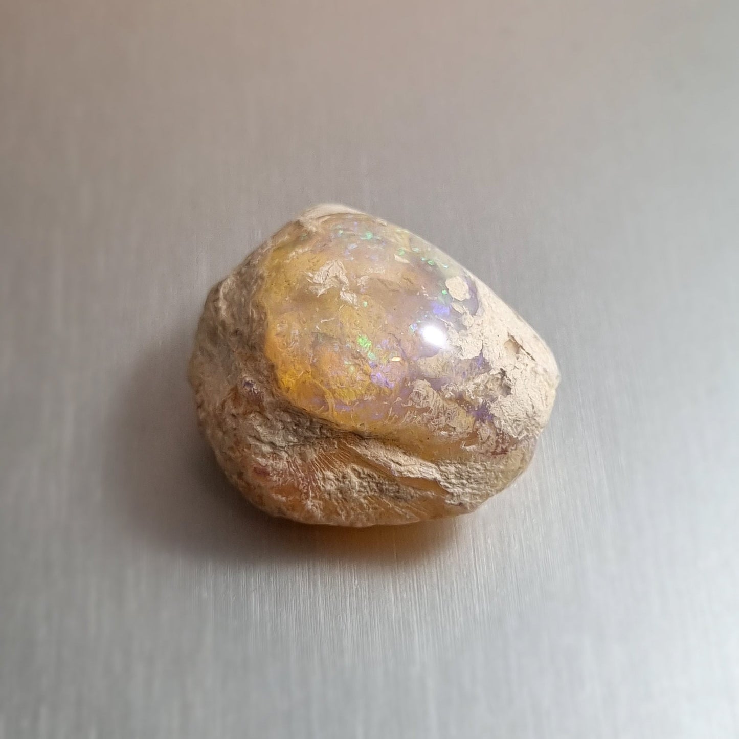 Coober Pedy Opalised Shell Fossil