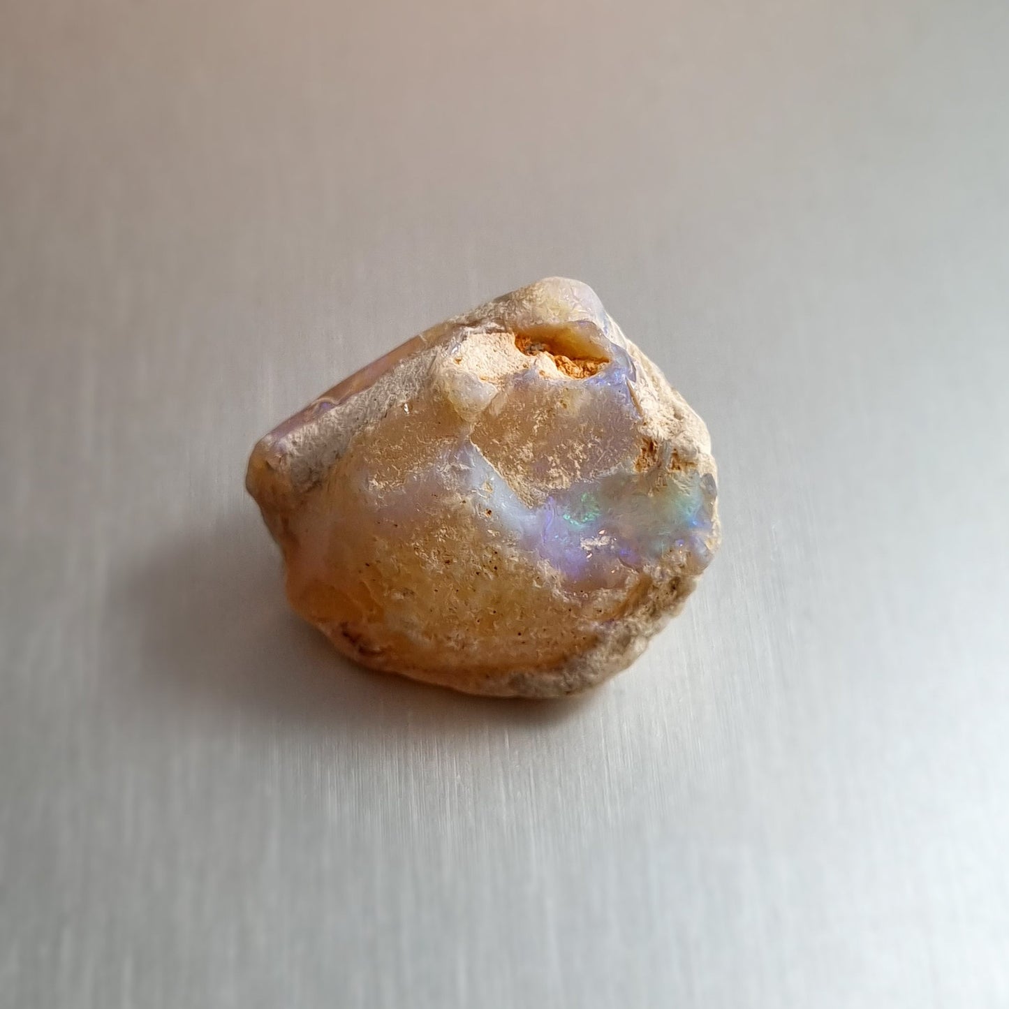 Coober Pedy Opalised Shell Fossil
