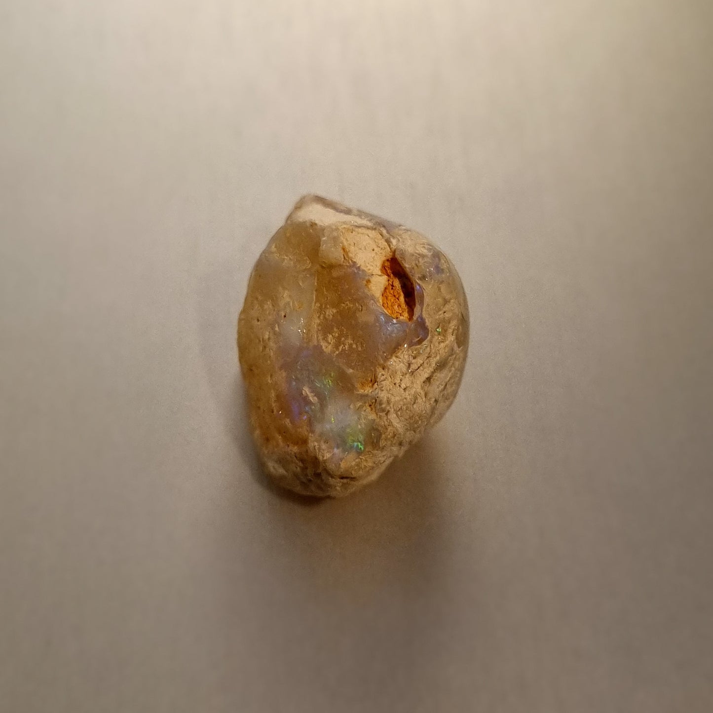 Coober Pedy Opalised Shell Fossil