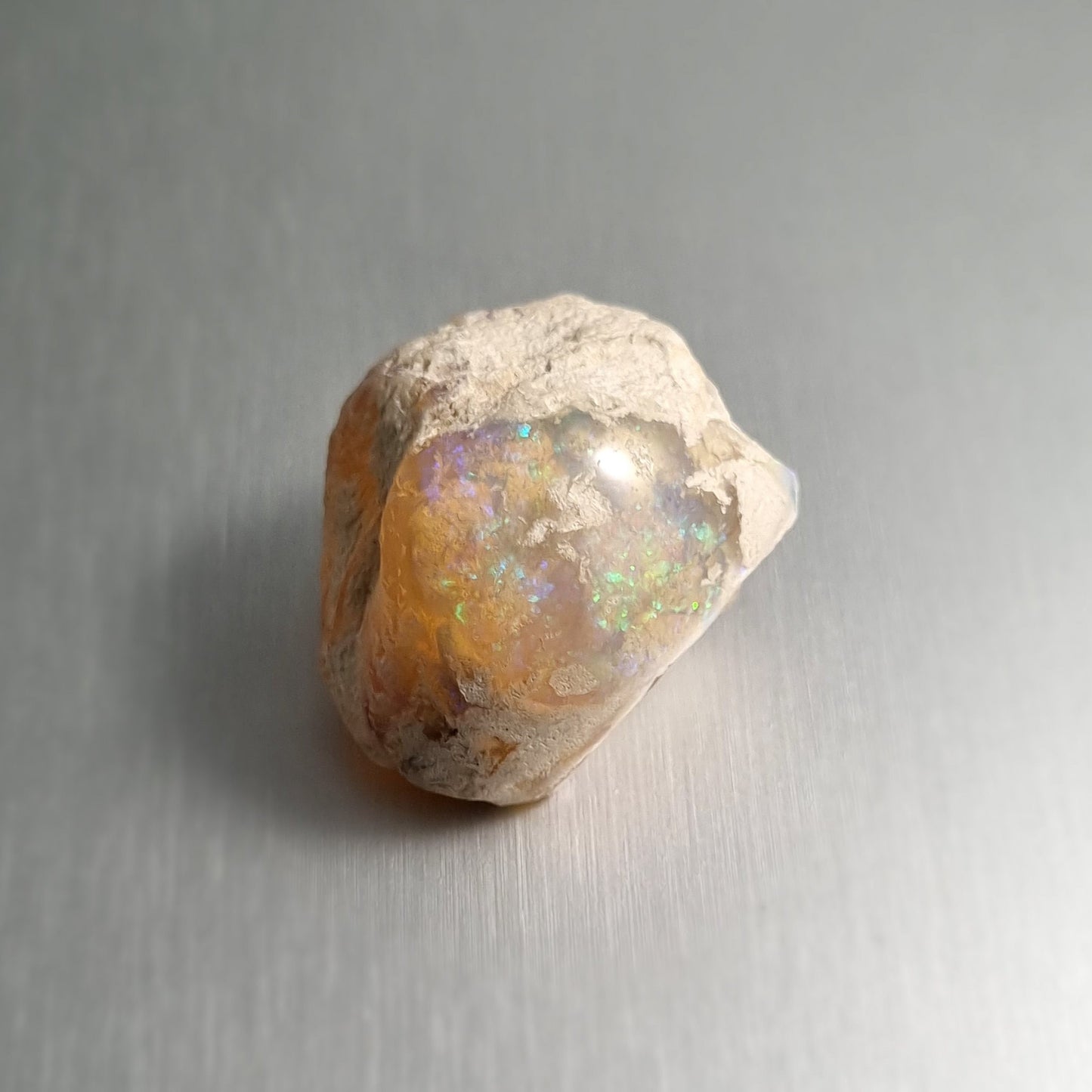 Coober Pedy Opalised Shell Fossil