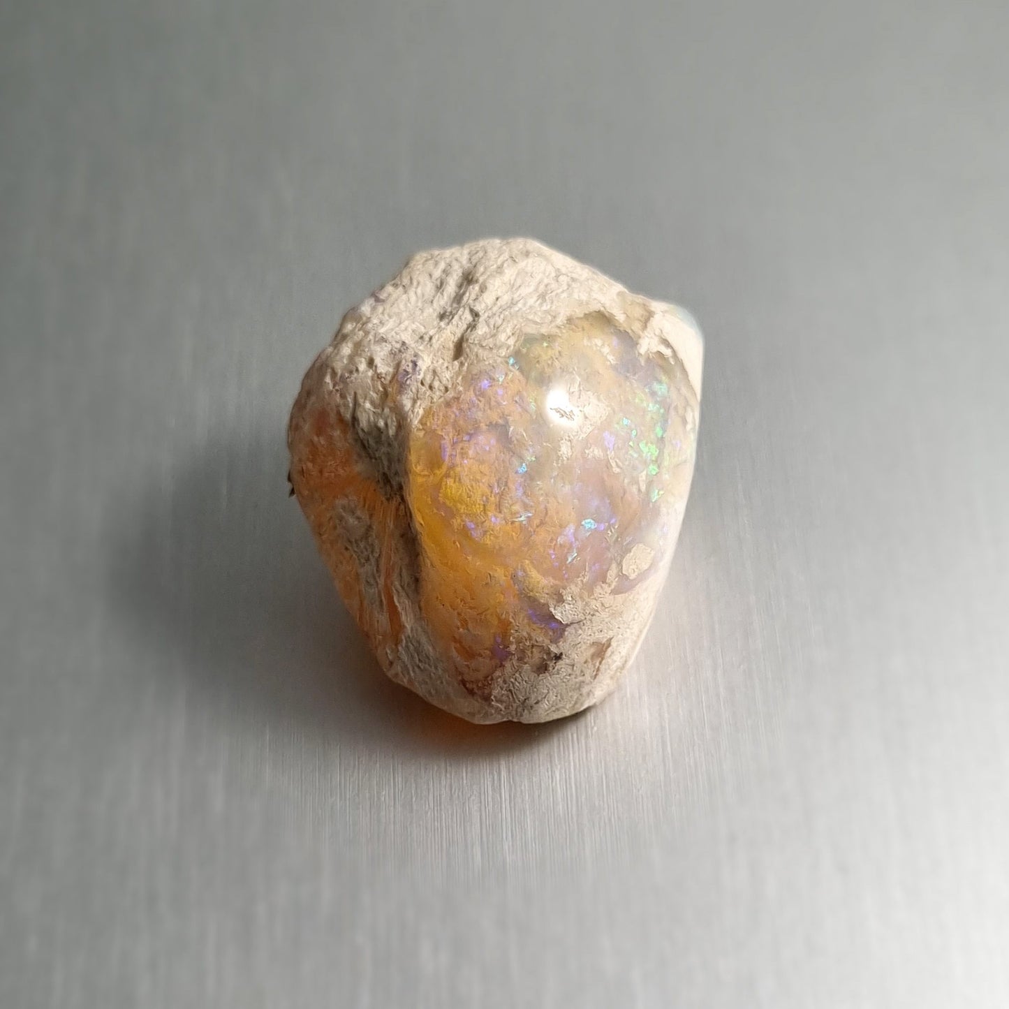 Coober Pedy Opalised Shell Fossil