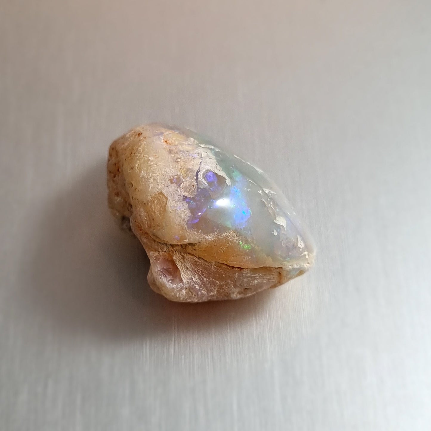 Coober Pedy Opalised Shell Fossil