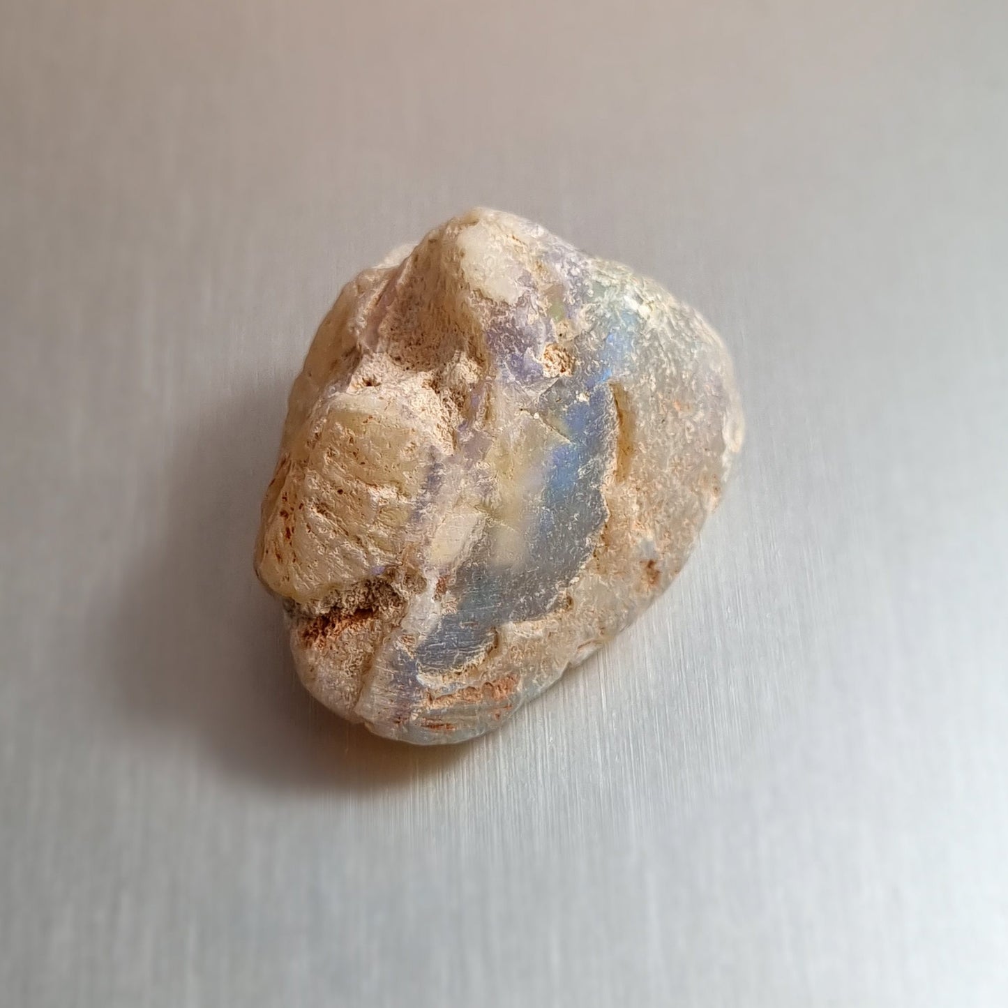 Coober Pedy Opalised Shell Fossil