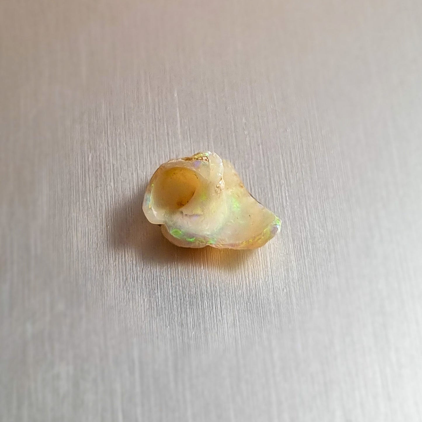 Coober Pedy Opalised Snail Fossil