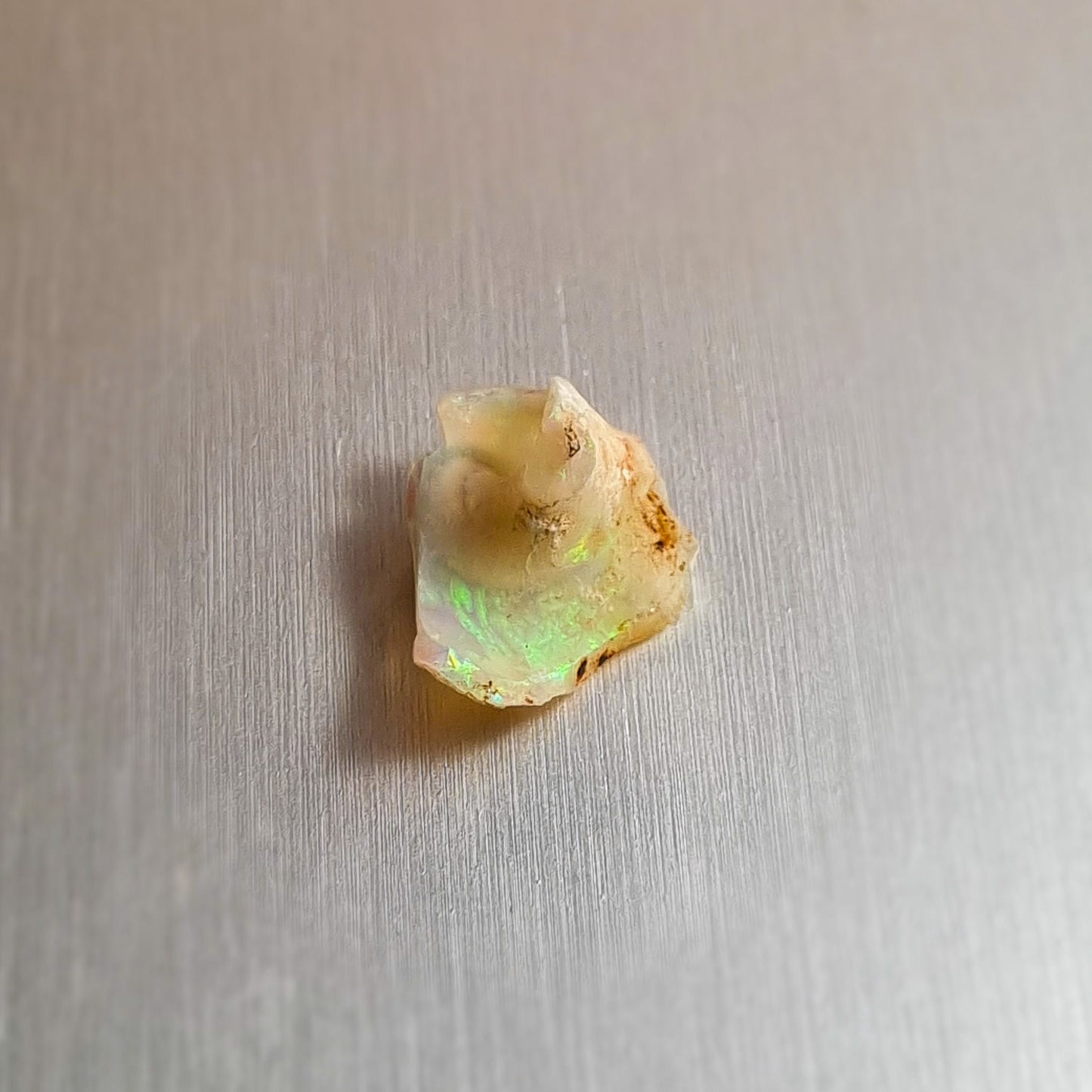 Coober Pedy Opalised Snail Fossil