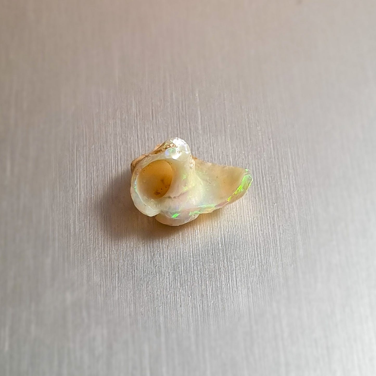 Coober Pedy Opalised Snail Fossil