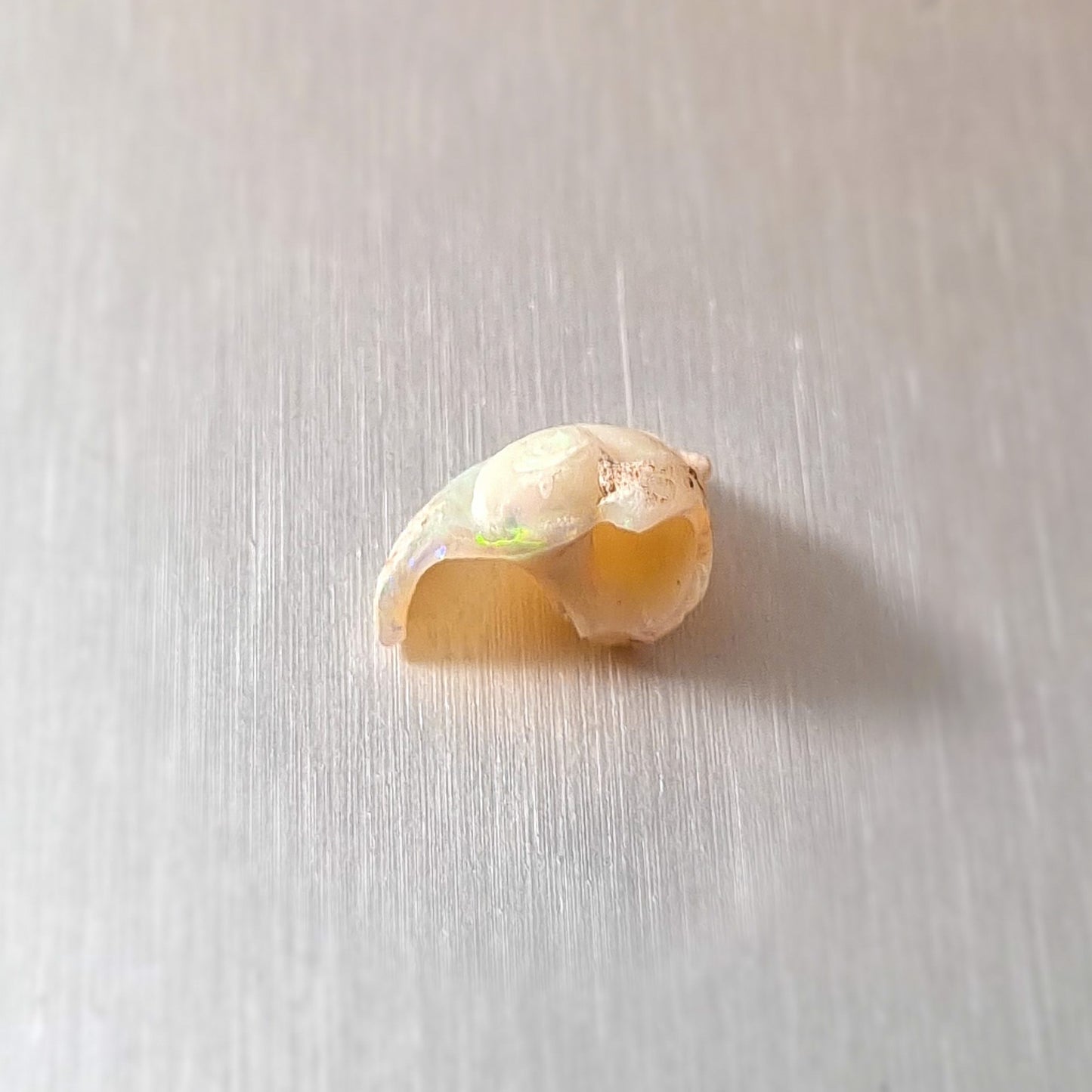 Coober Pedy Opalised Snail Fossil