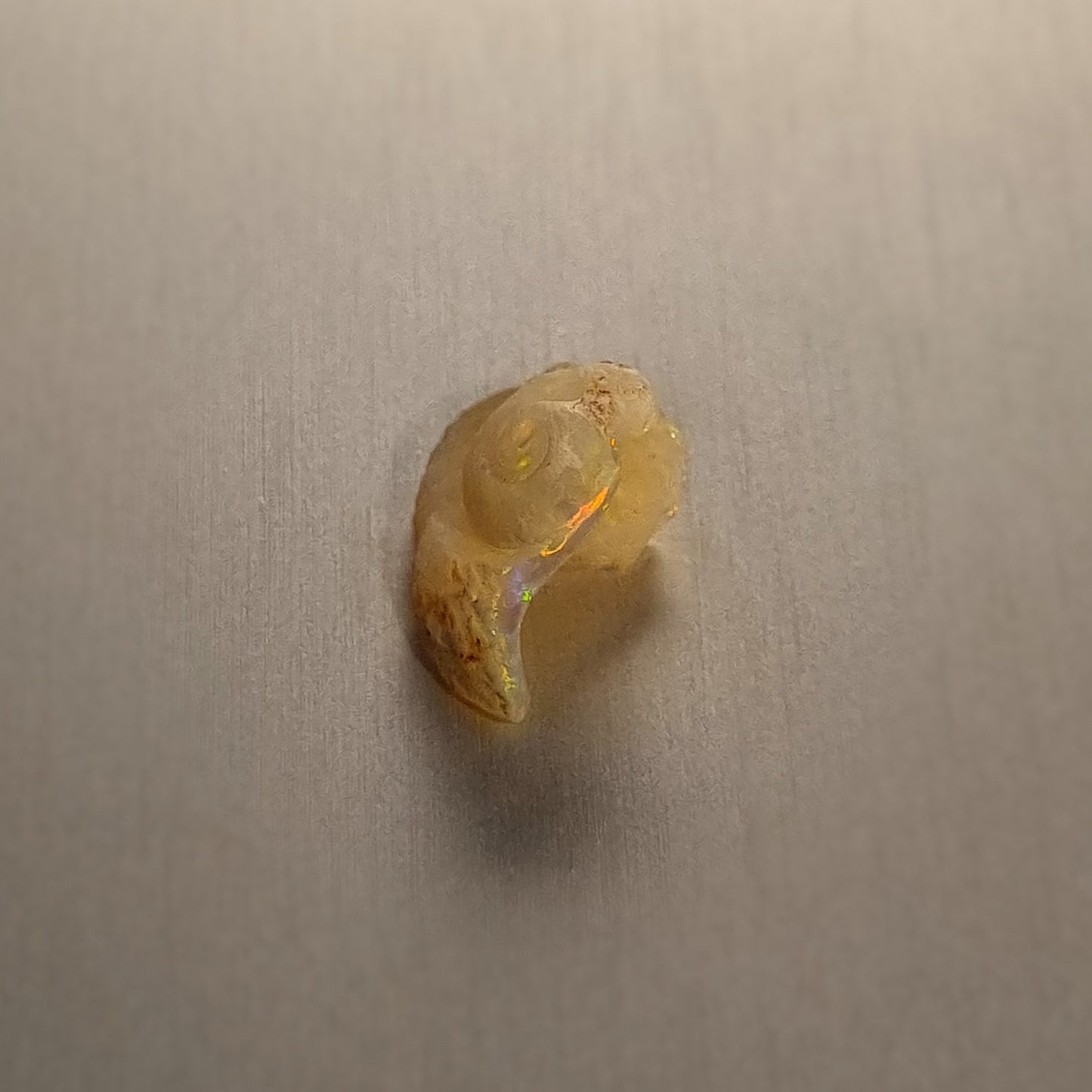 Coober Pedy Opalised Snail Fossil