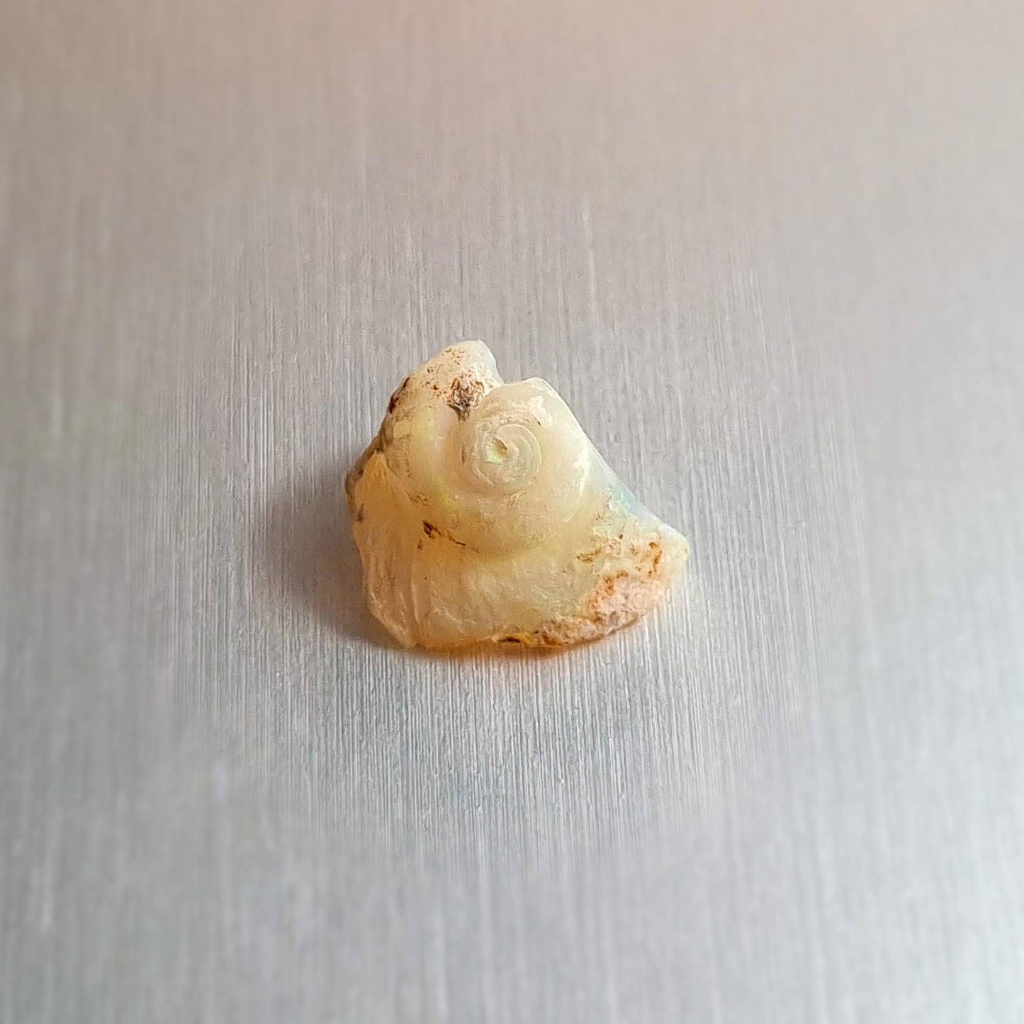 Coober Pedy Opalised Snail Fossil