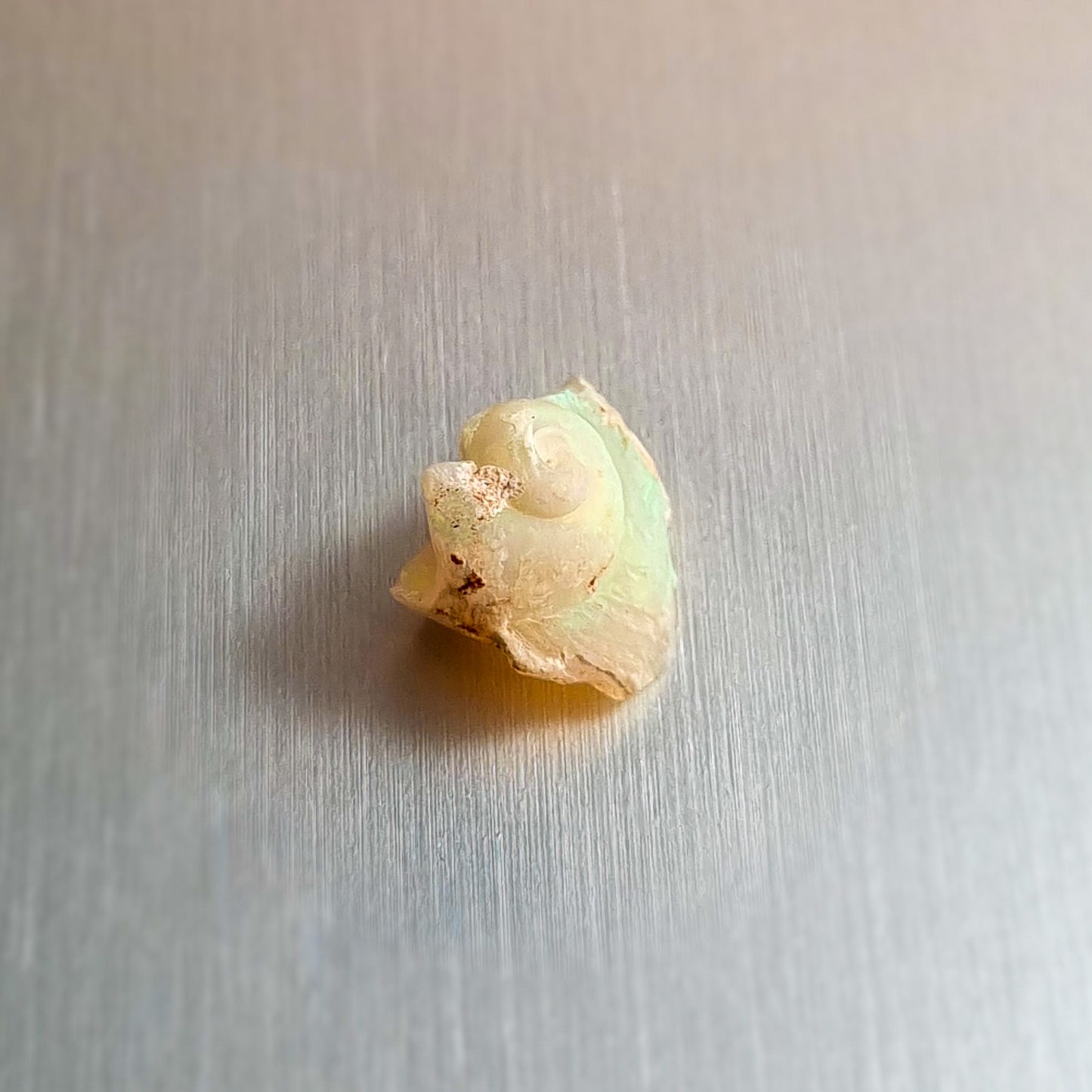 Coober Pedy Opalised Snail Fossil