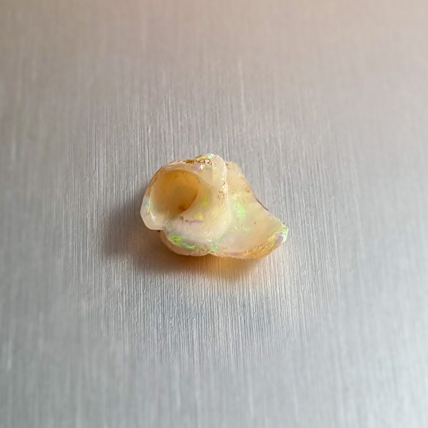 Coober Pedy Opalised Snail Fossil