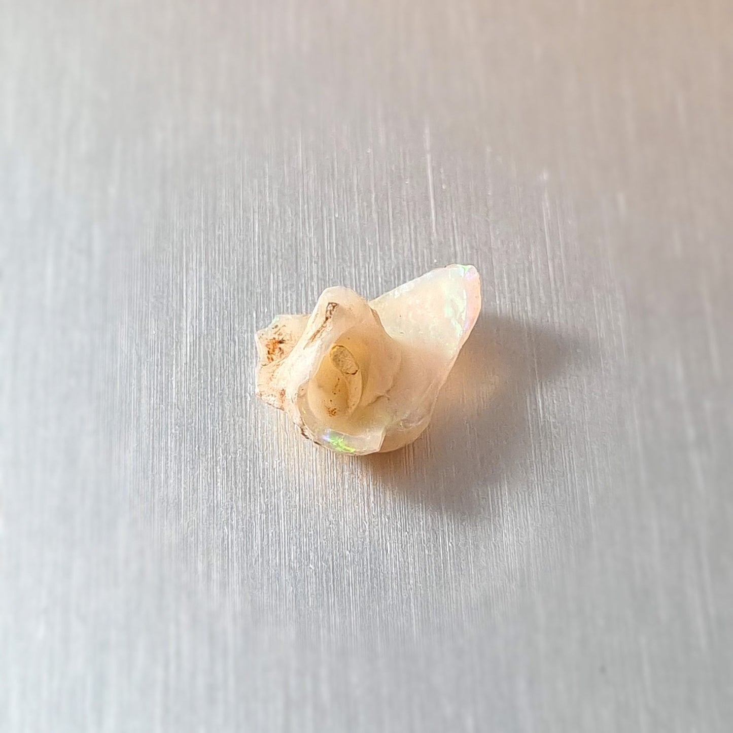 Coober Pedy Opalised Snail Fossil