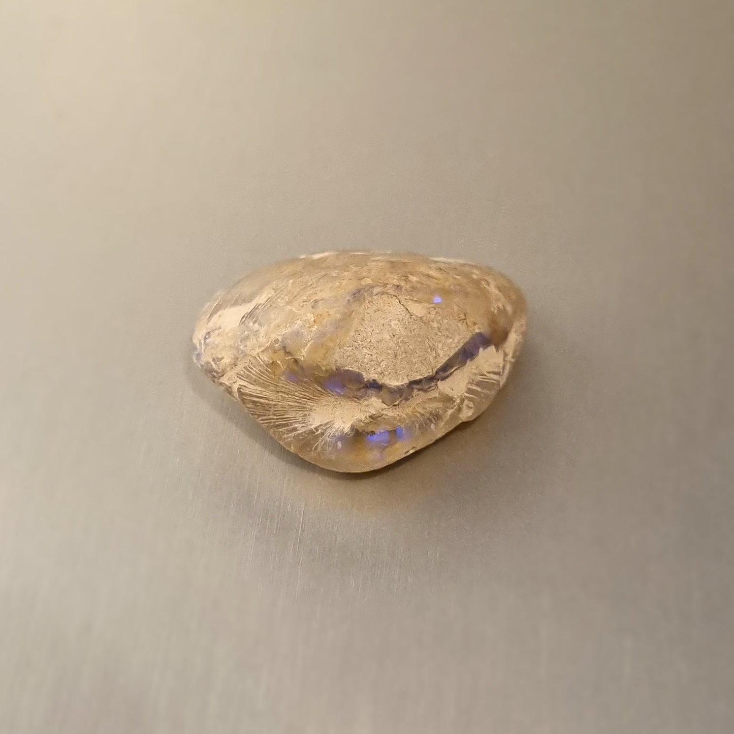 Coober Pedy Opalised Shell Fossil