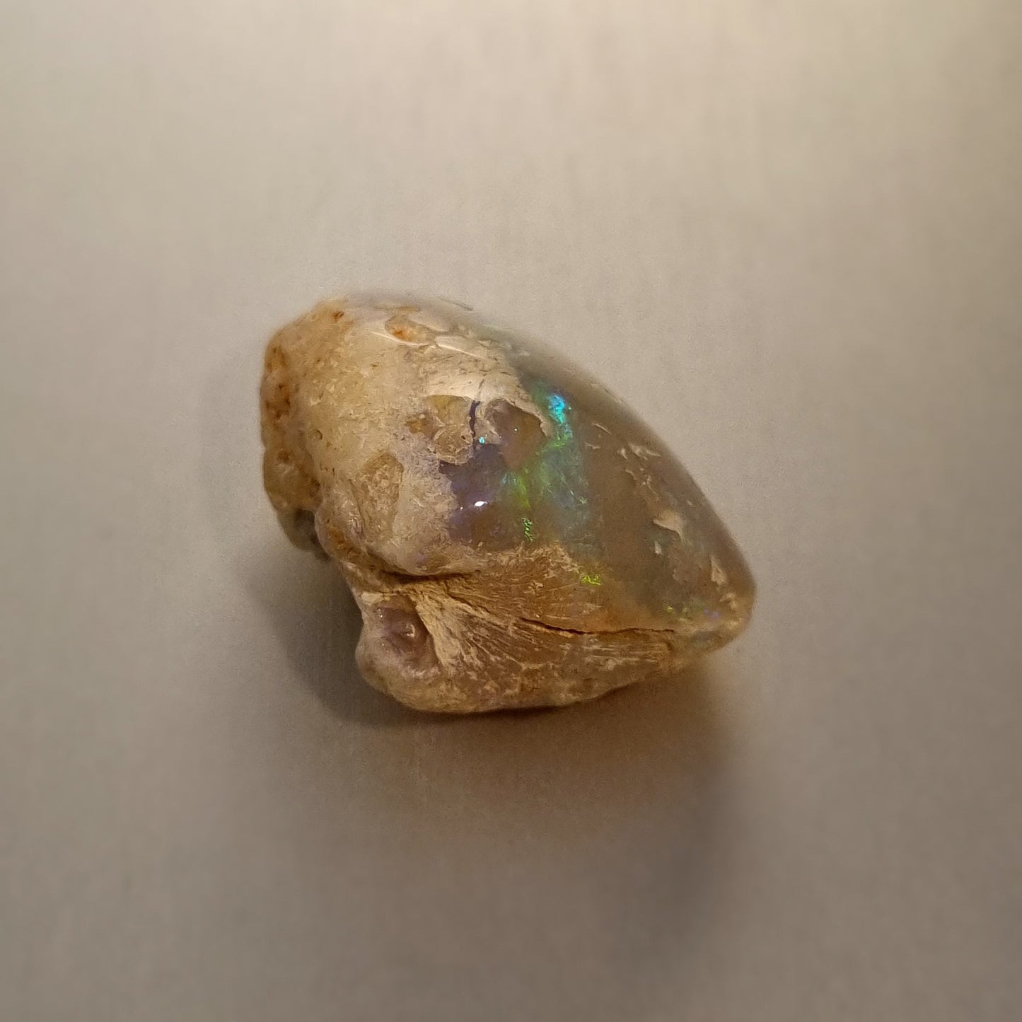 Coober Pedy Opalised Shell Fossil