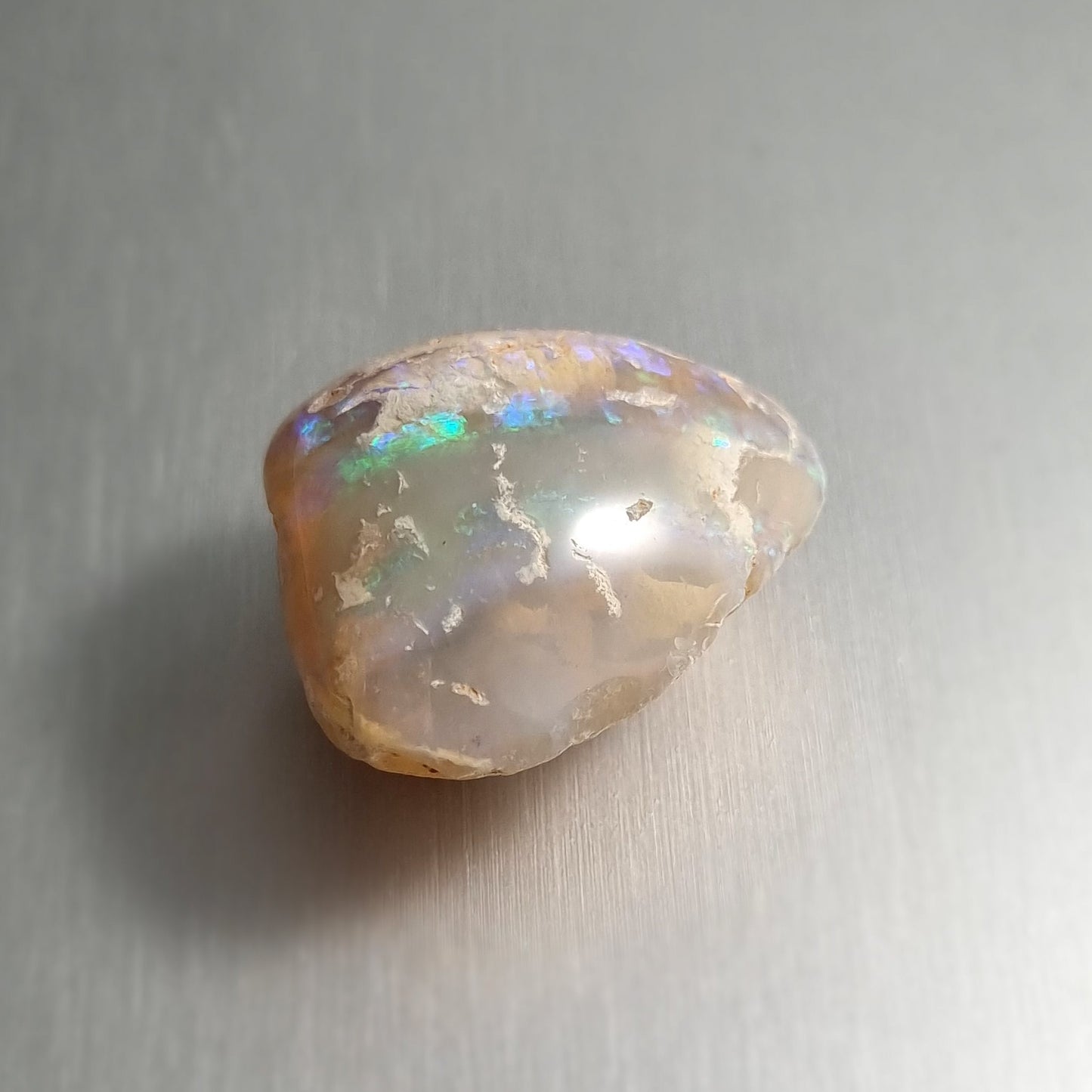 Coober Pedy Opalised Shell Fossil