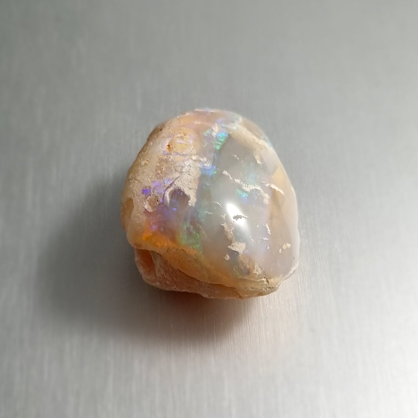 Coober Pedy Opalised Shell Fossil