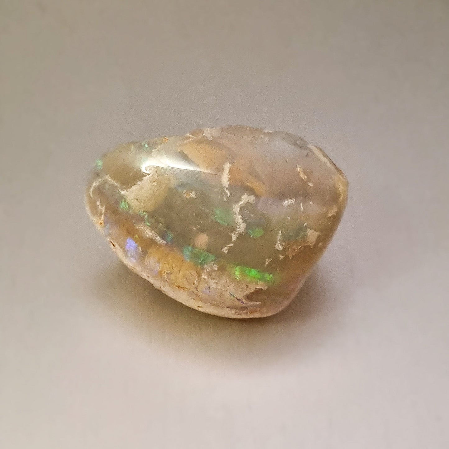 Coober Pedy Opalised Shell Fossil